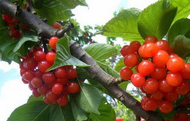 6種可以在陽(yáng)臺(tái)、院子里種植的水果，易種易豐收，想吃就摘！