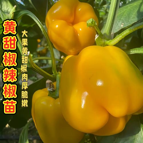 黃甜椒苗大果帶土紅黃綠紫方椒太空椒易種植好養(yǎng)活水果蔬菜辣椒苗